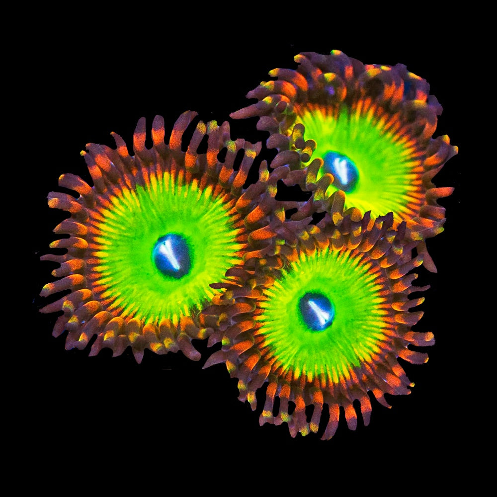 Zoanthid Candy Apple