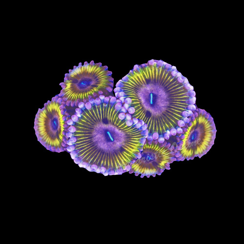 Zoanthid Chiquita