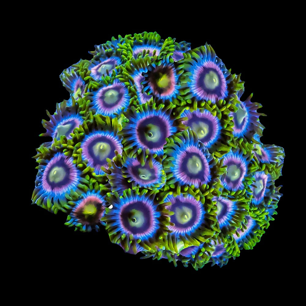 Zoanthid Crayola