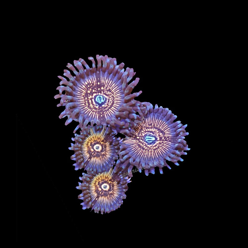 Zoanthid Dragon Slayer