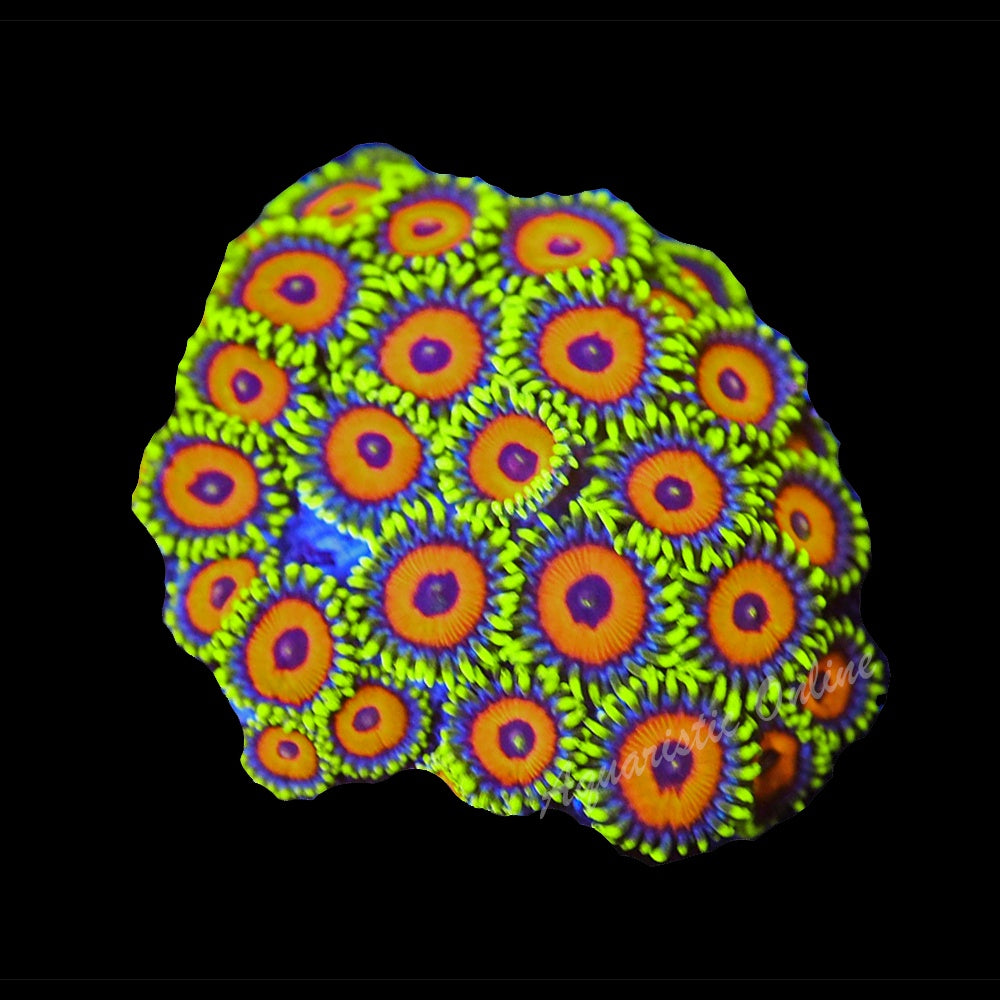 Zoanthid Eagle Eye