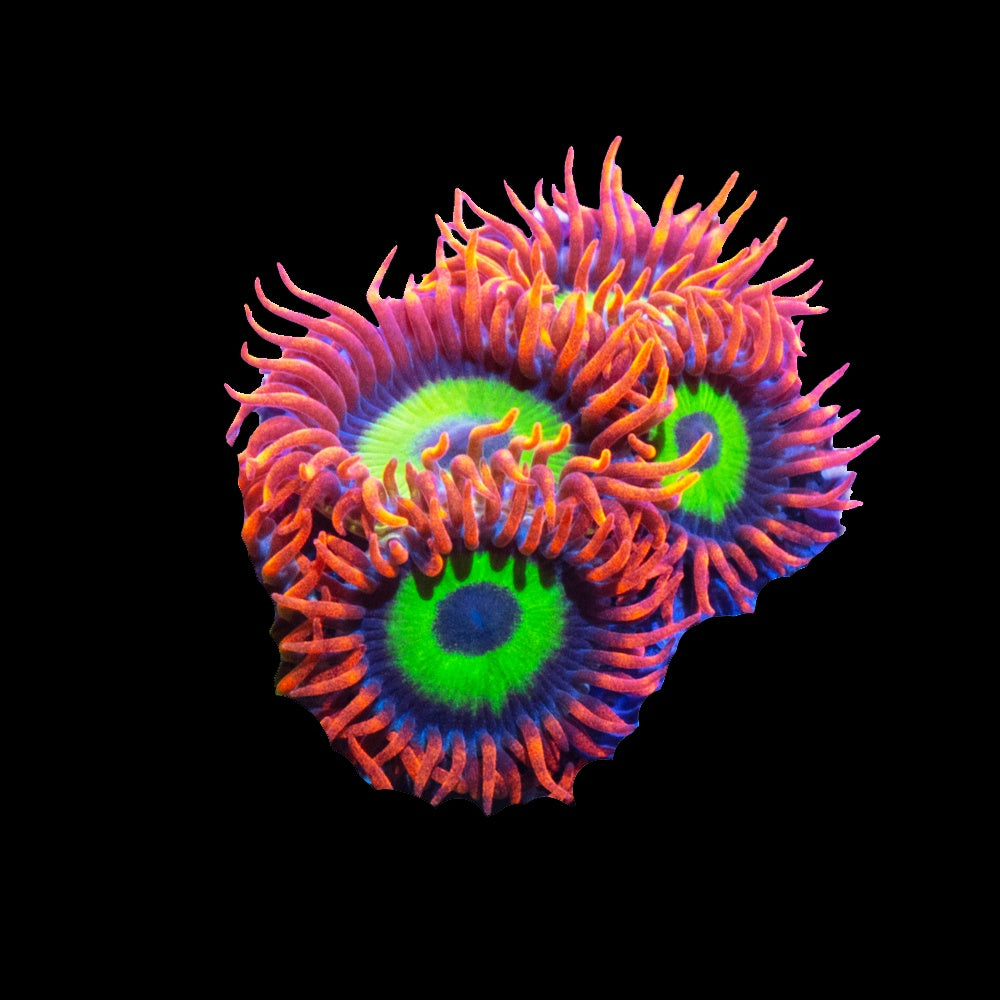 Zoanthid Emerald on Fire