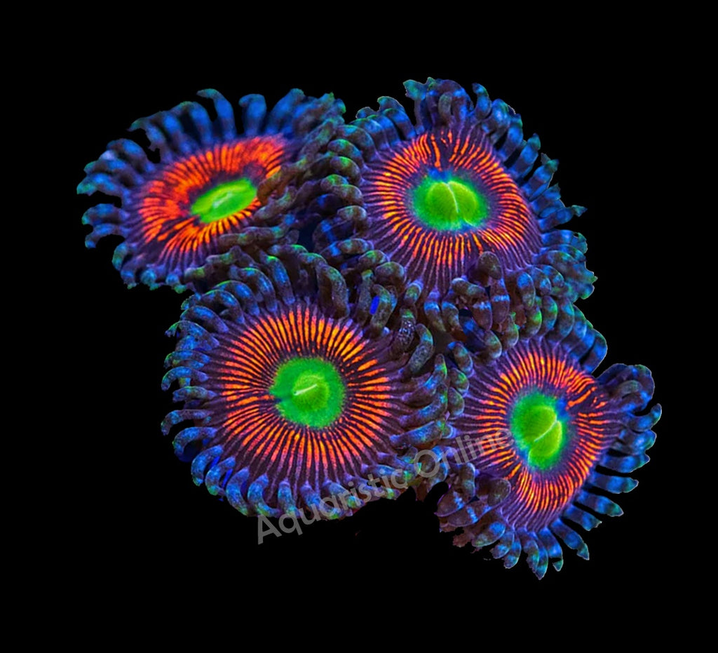 Zoanthid Everlasting Gobstopper
