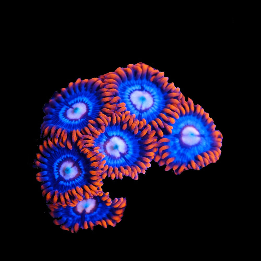 Zoanthid Fire and Ice