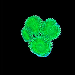 Zoanthid Frankie's Flu