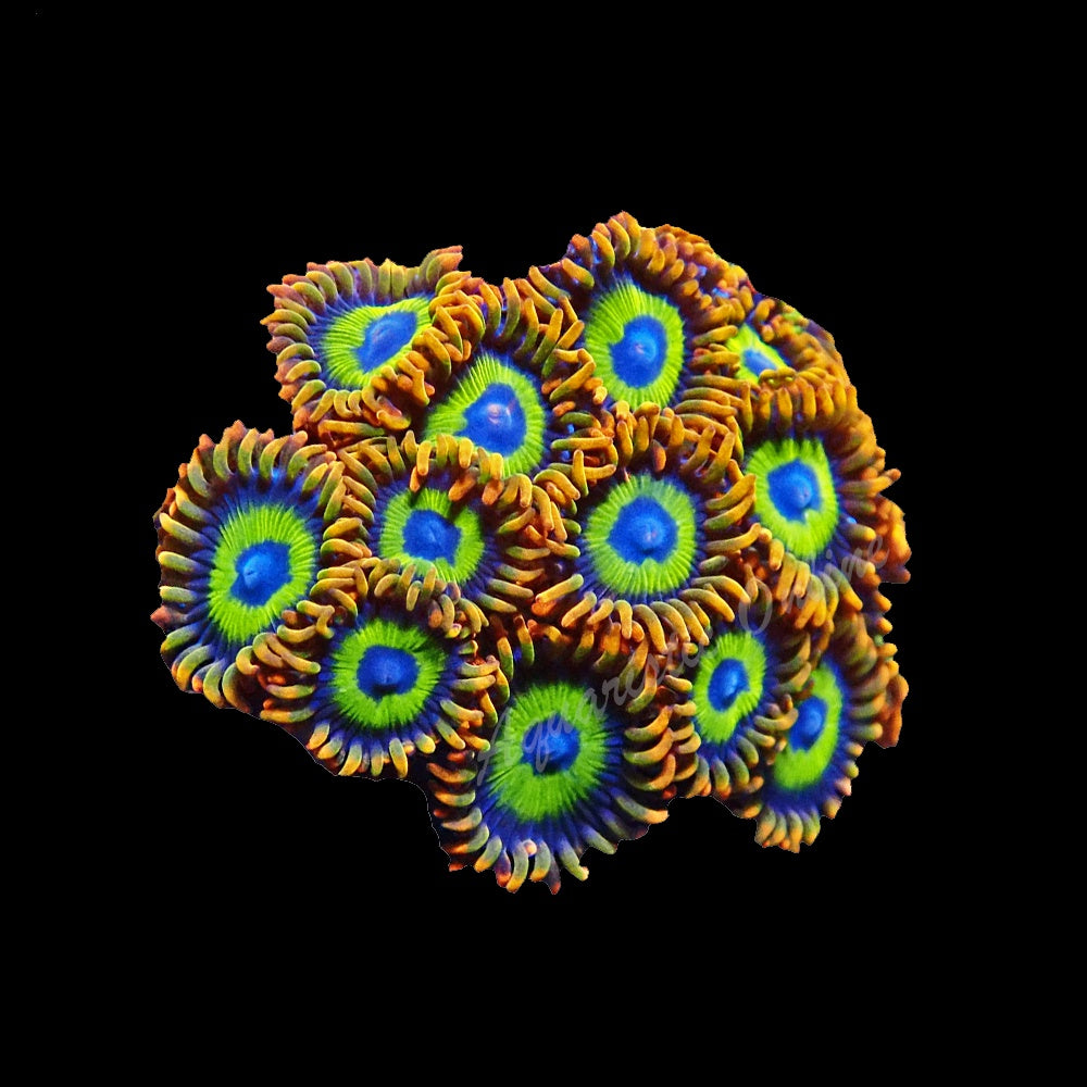Zoanthid Fruit Loop