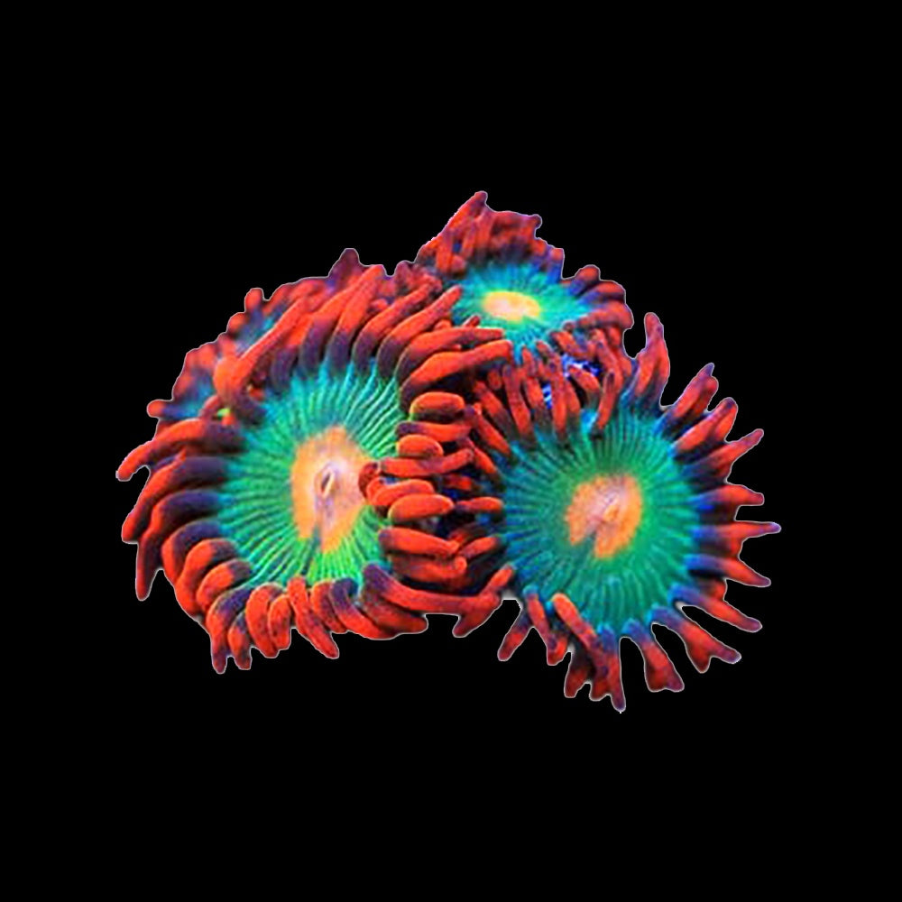Zoanthid Gatorade