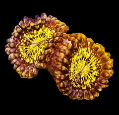 Zoanthid Gold Maul