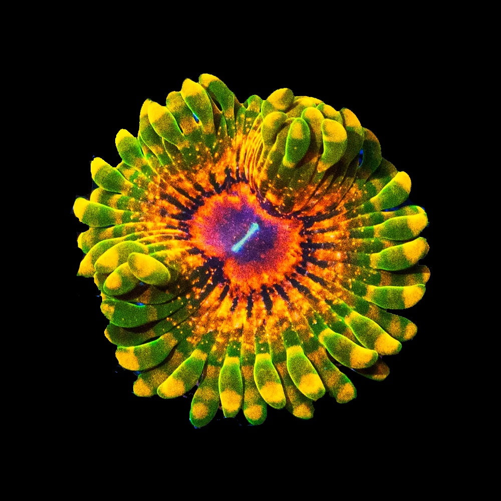 Zoanthid Grand Master Krakatoa (GMK)