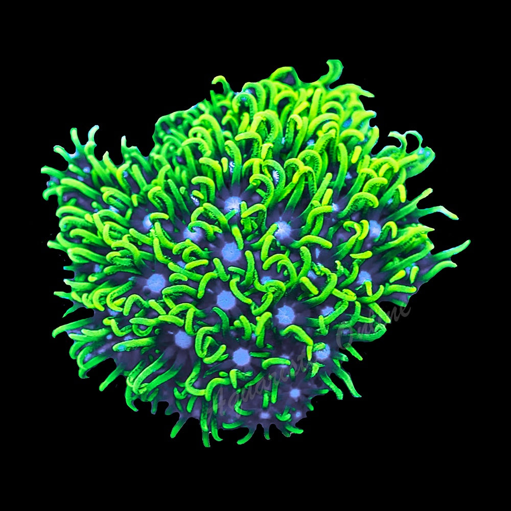 Green Star Polyp Toxic