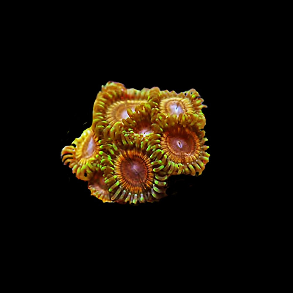 Zoanthid Guava