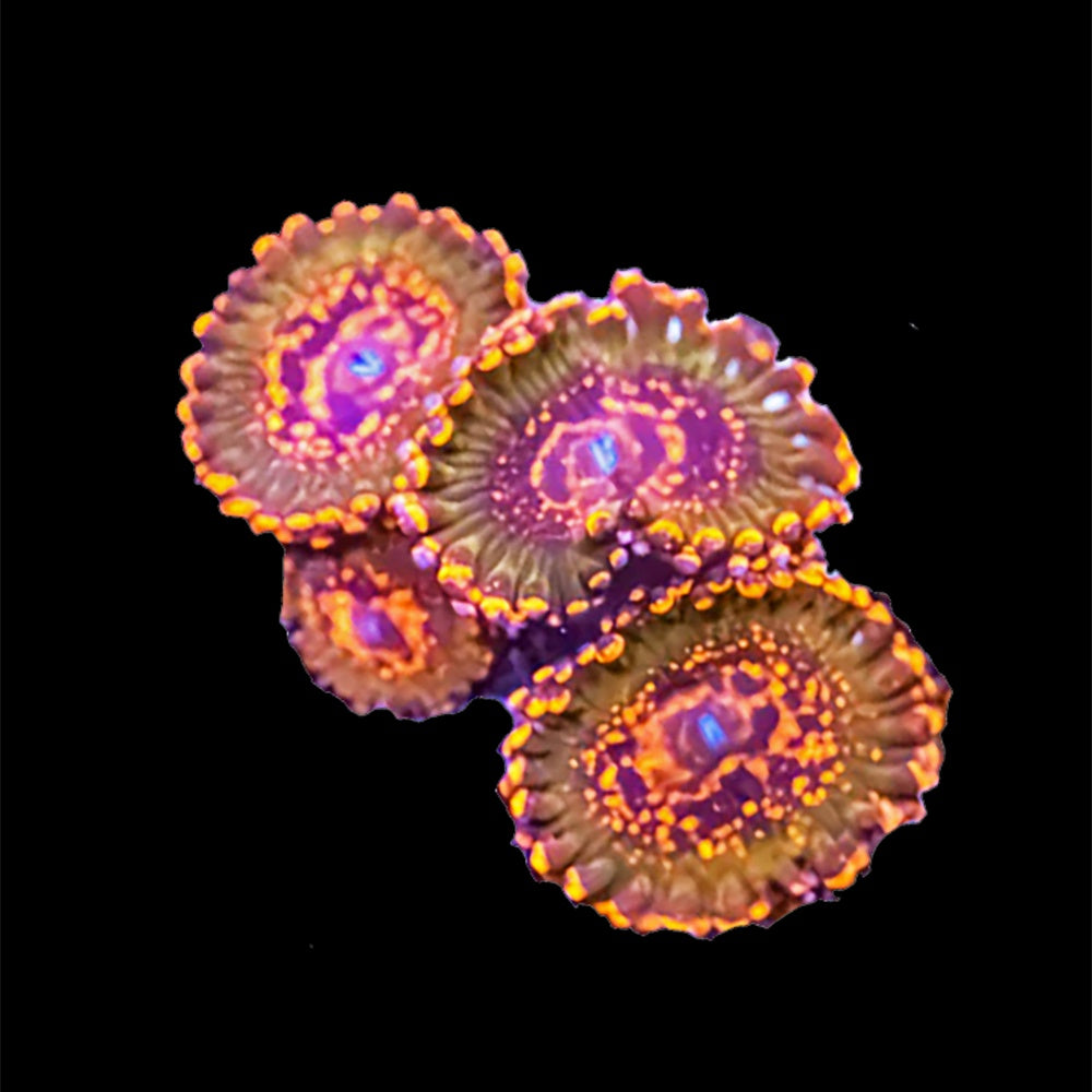 Zoanthid JF Azz Krakatoa
