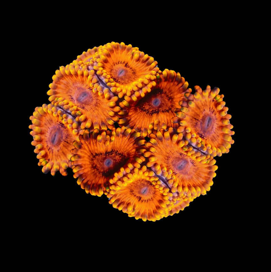 Zoanthid KO Nightmare