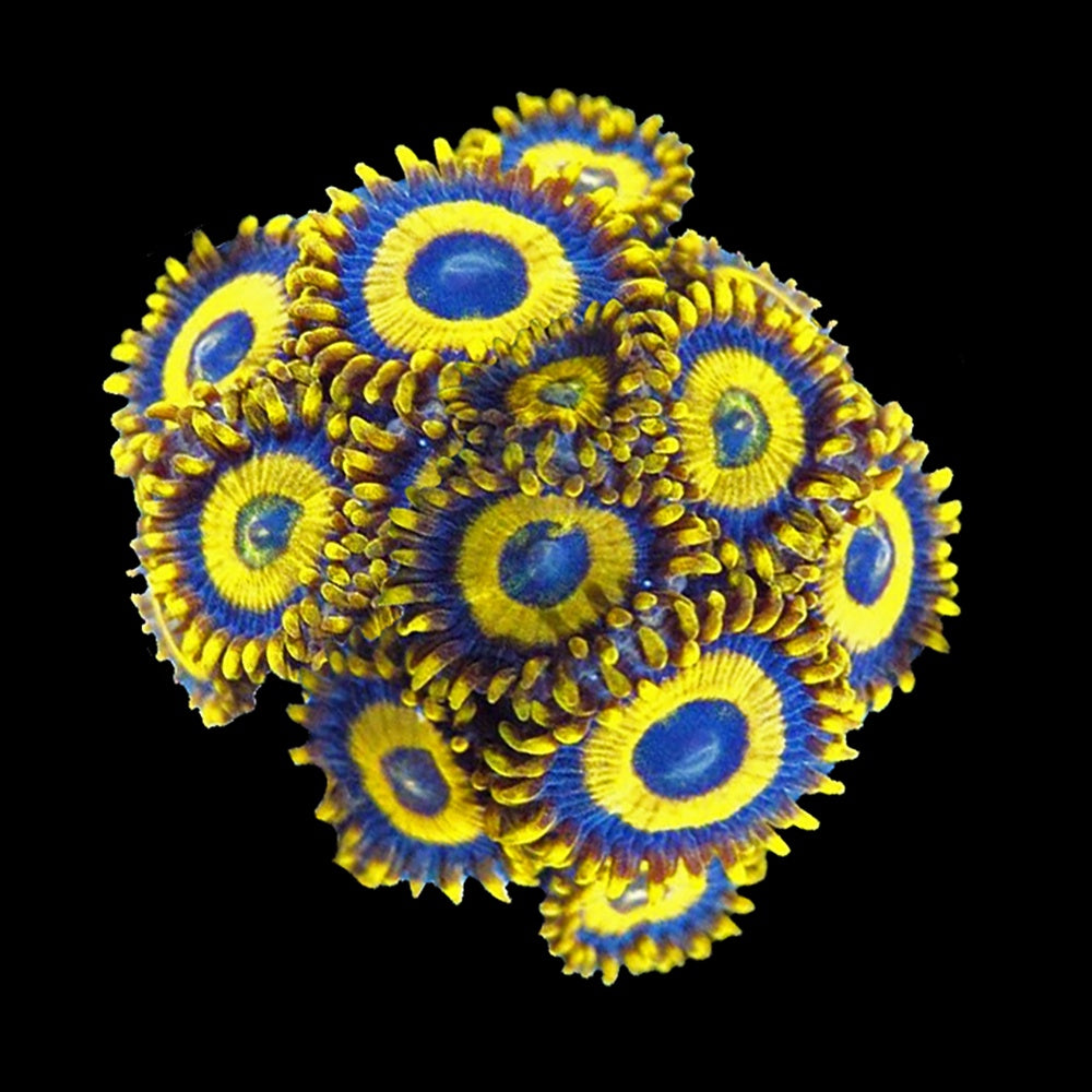 Zoanthid LA Laker