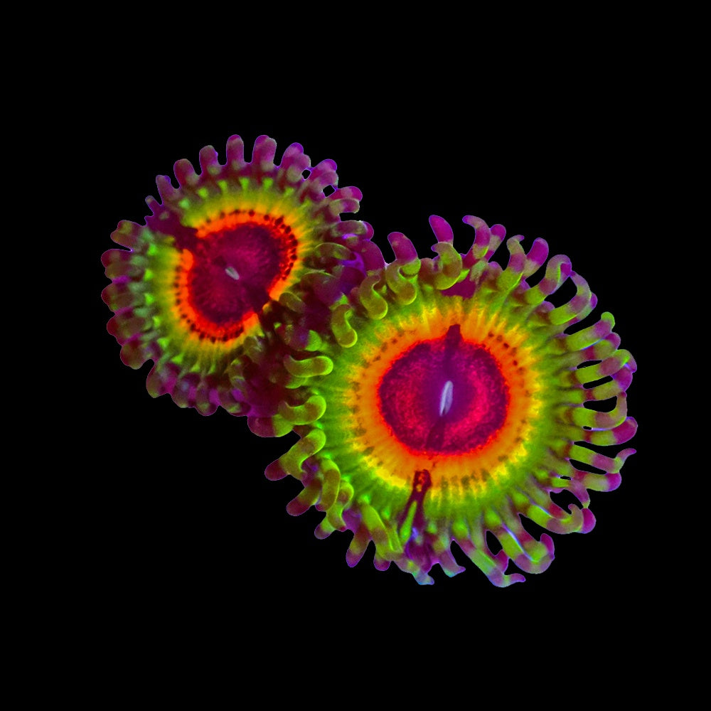 Zoanthid Litle Shop of Horror (1 Polyp)