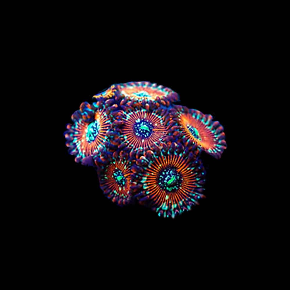 Zoanthid Magician
