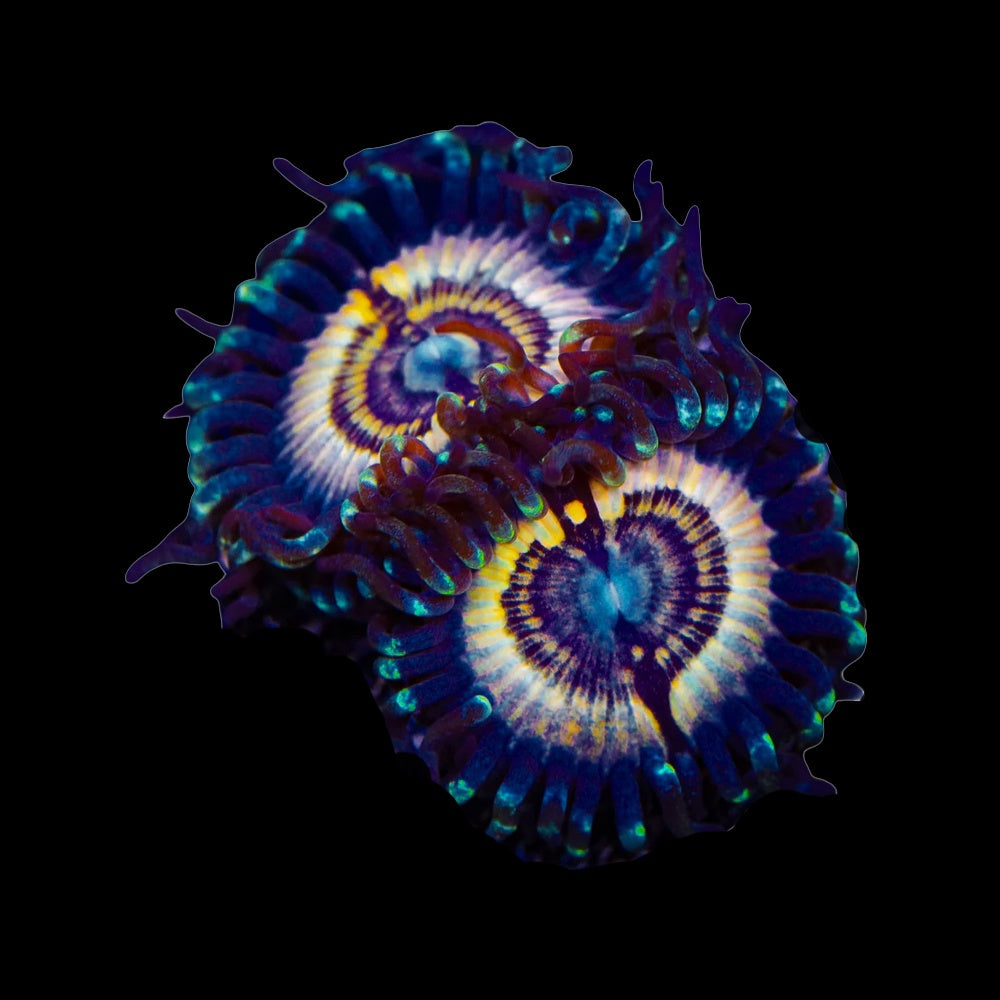 Zoanthid Petroglyph