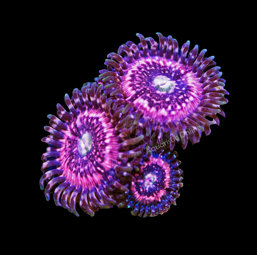 Zoanthid Pink Zipper