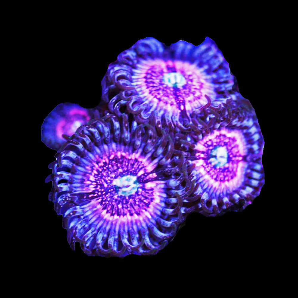 Zoanthid Pink Zipper