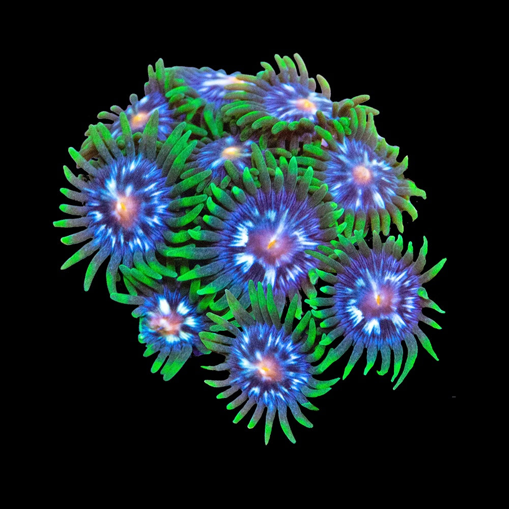 Zoanthid Pinwheel