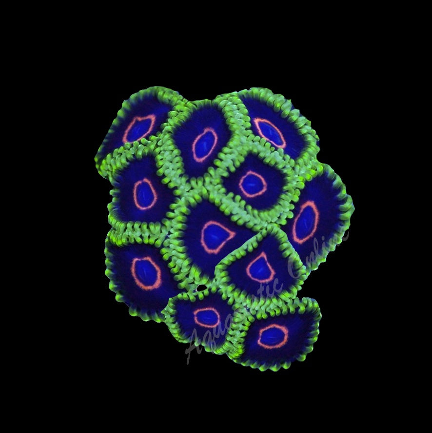 Zoanthid Purple Heart
