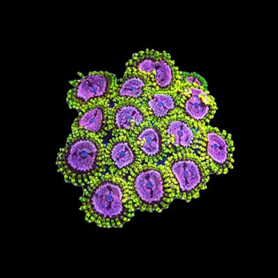 Zoanthid Purple Monster