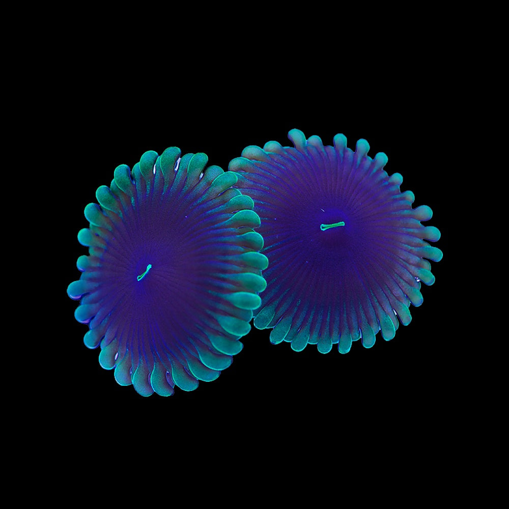 Zoanthid Puple People Eater