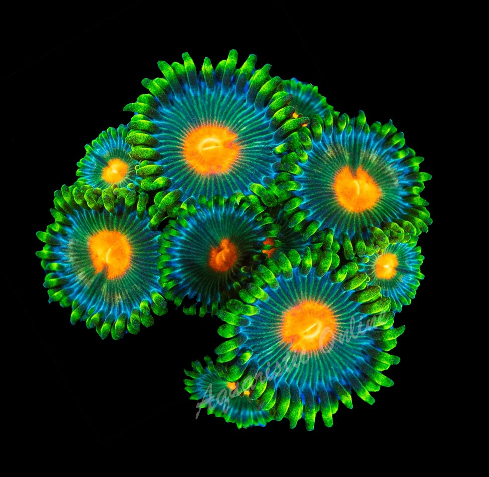 Zoanthid Radioactive Campfire