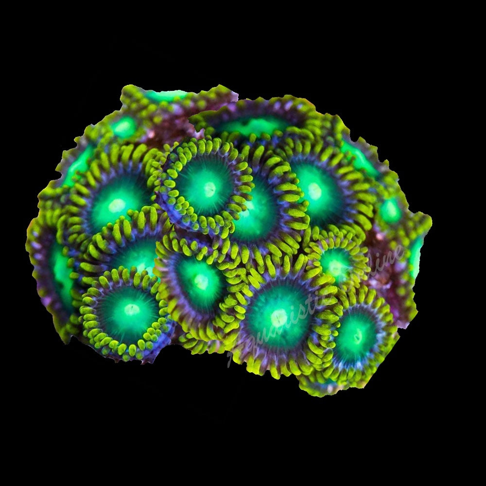 Zoanthid Radioactive Dragoneye