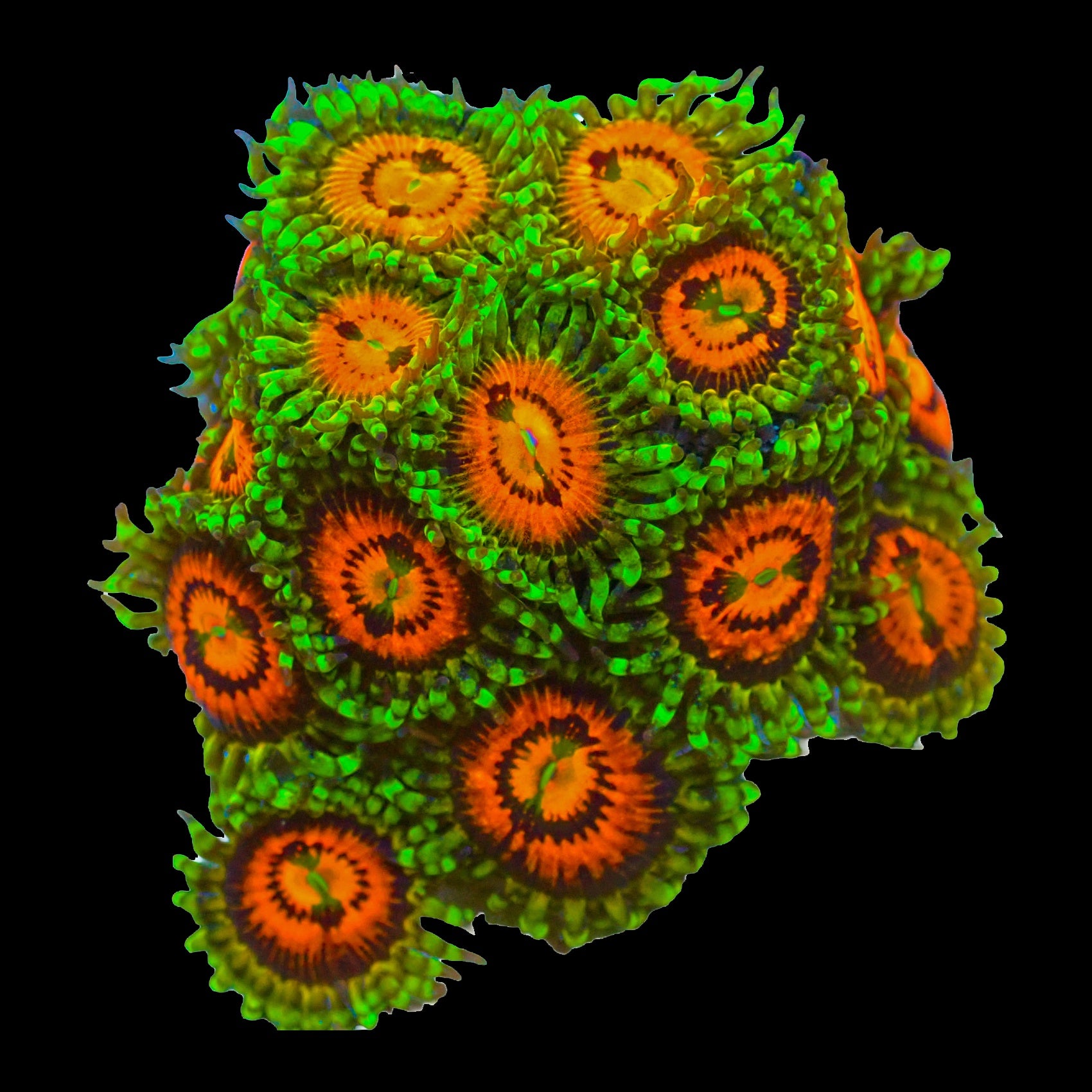 Zoanthid Rainbow Incinerator