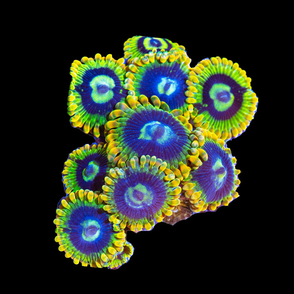 Zoanthid Rainbow Yoda