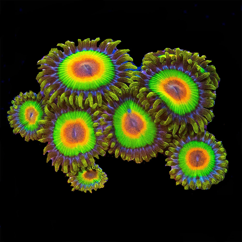 Zoanthid Rasta