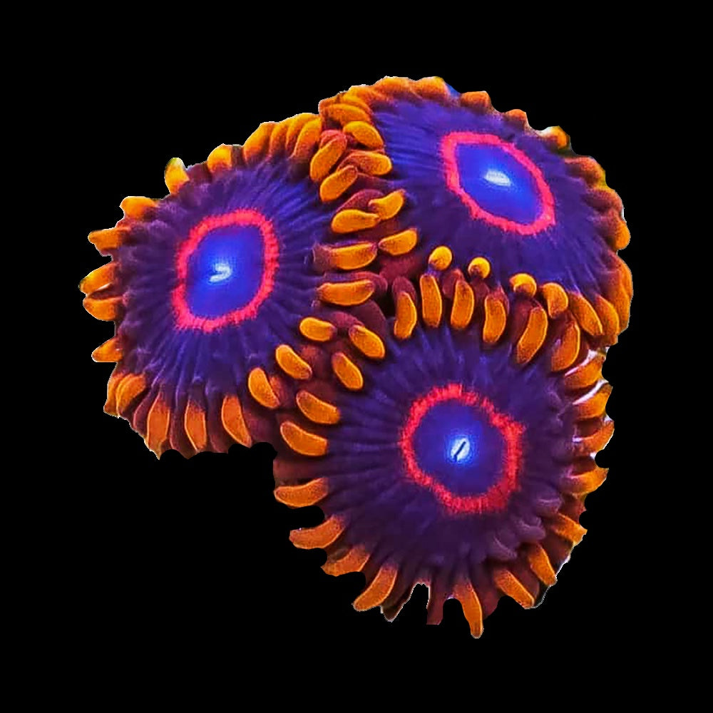 Zoanthid Red Hornet