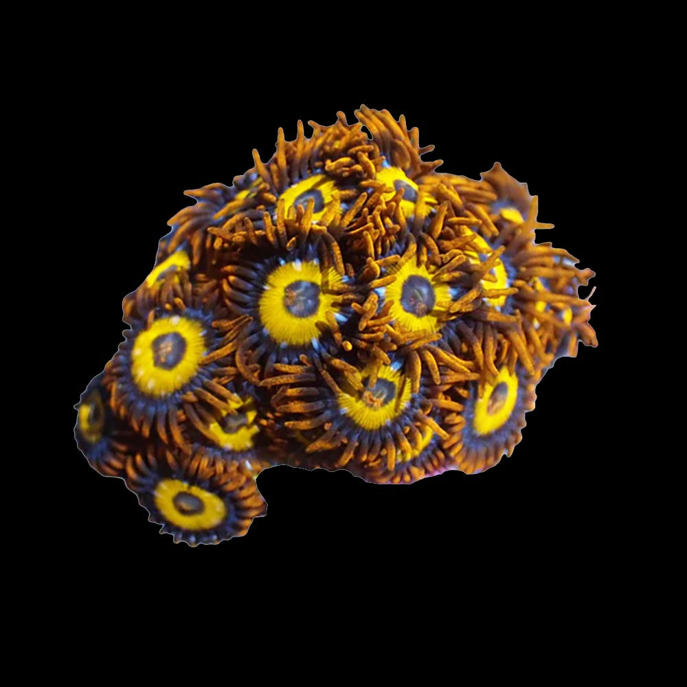 Zoanthid Rings of Saturn