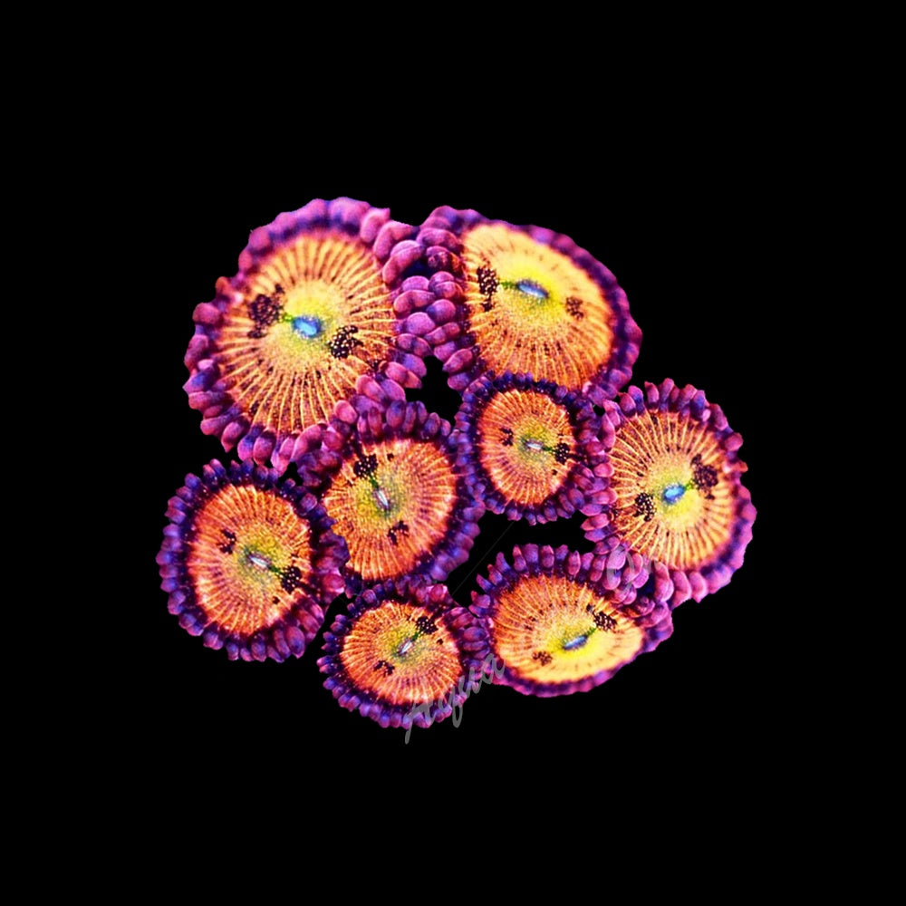 Zoanthid Sakura Sunrise