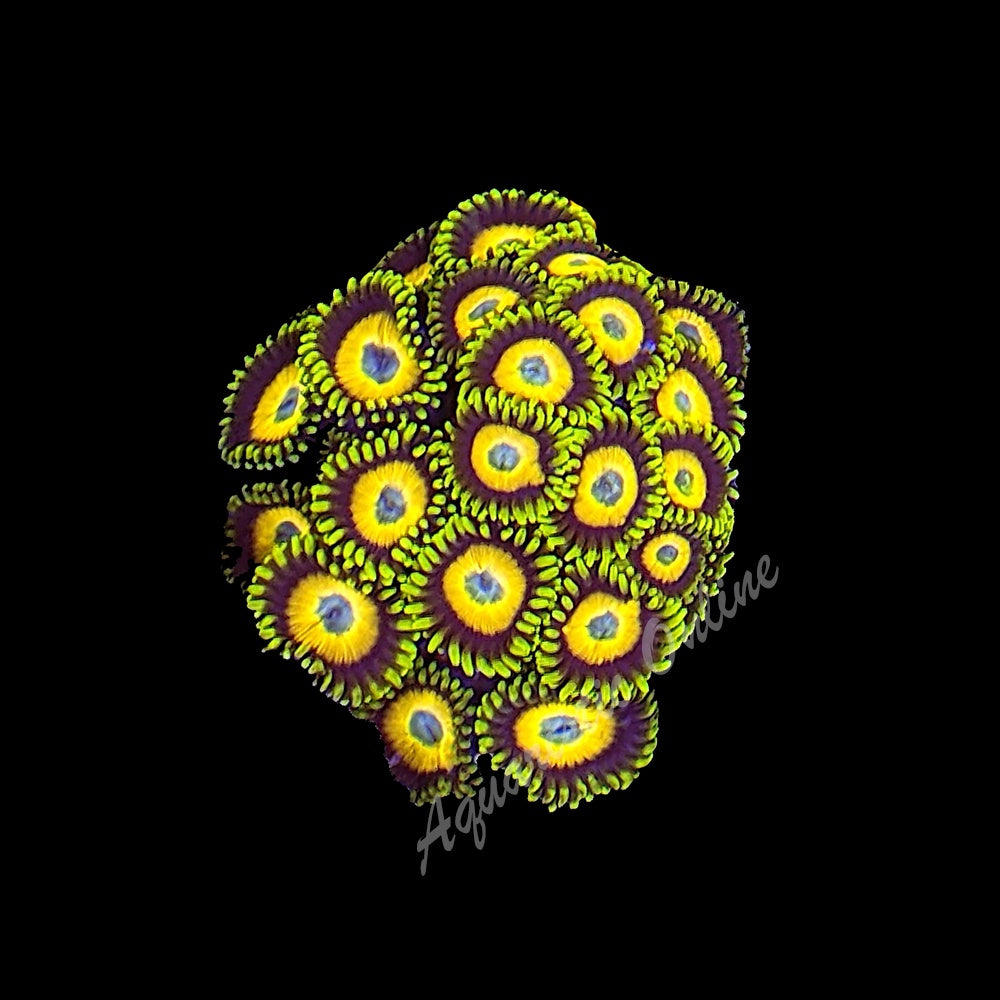 Zoanthid Scrambled Egg