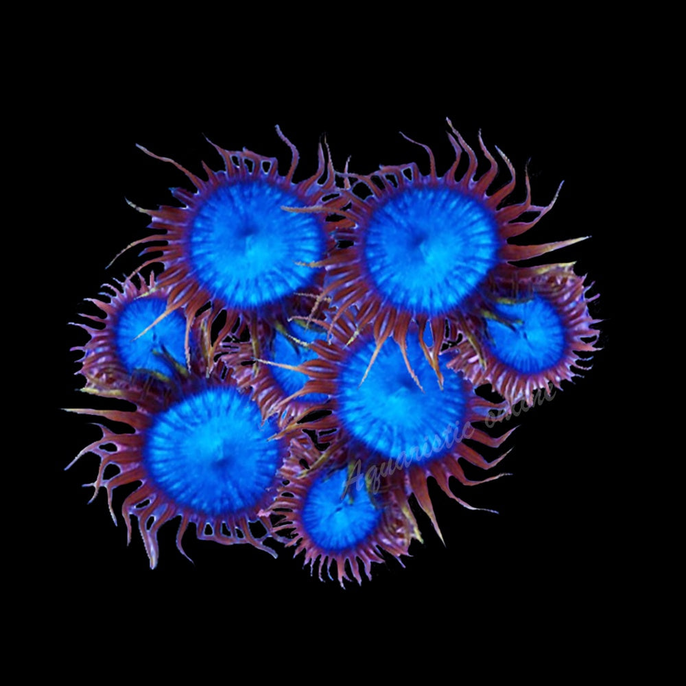 Zoanthid Smurf Blood