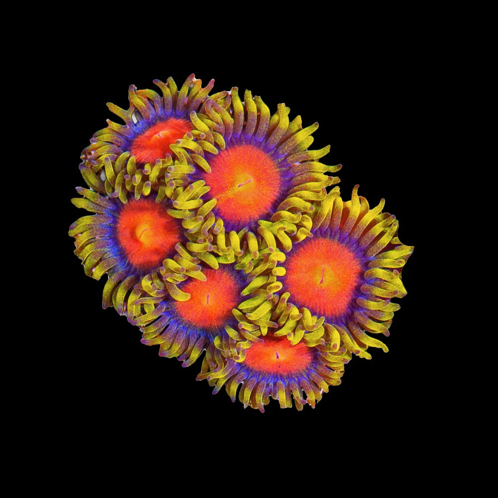 Zoanthid Sponge Bob