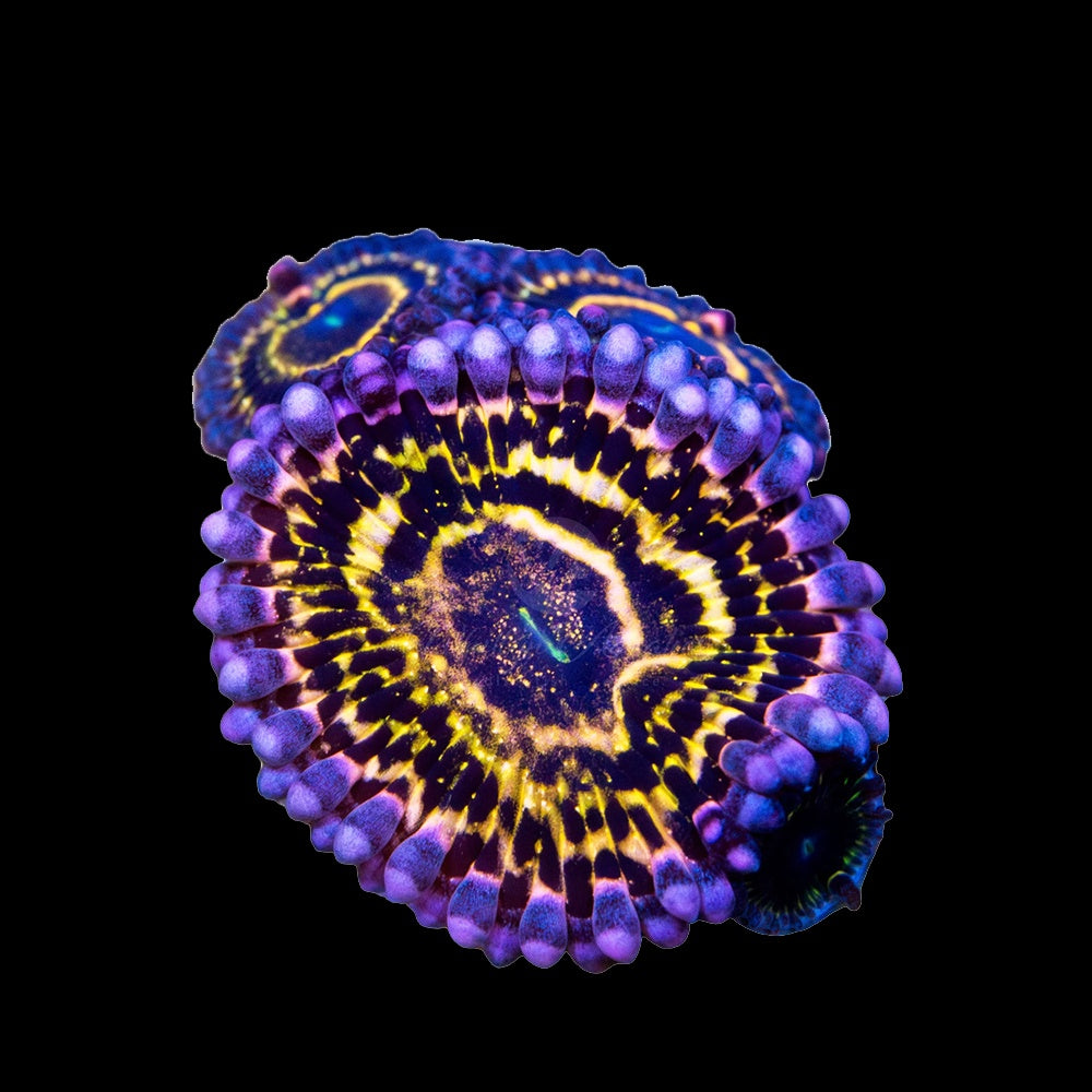 Zoanthid Stratosphere (1 Polyp)