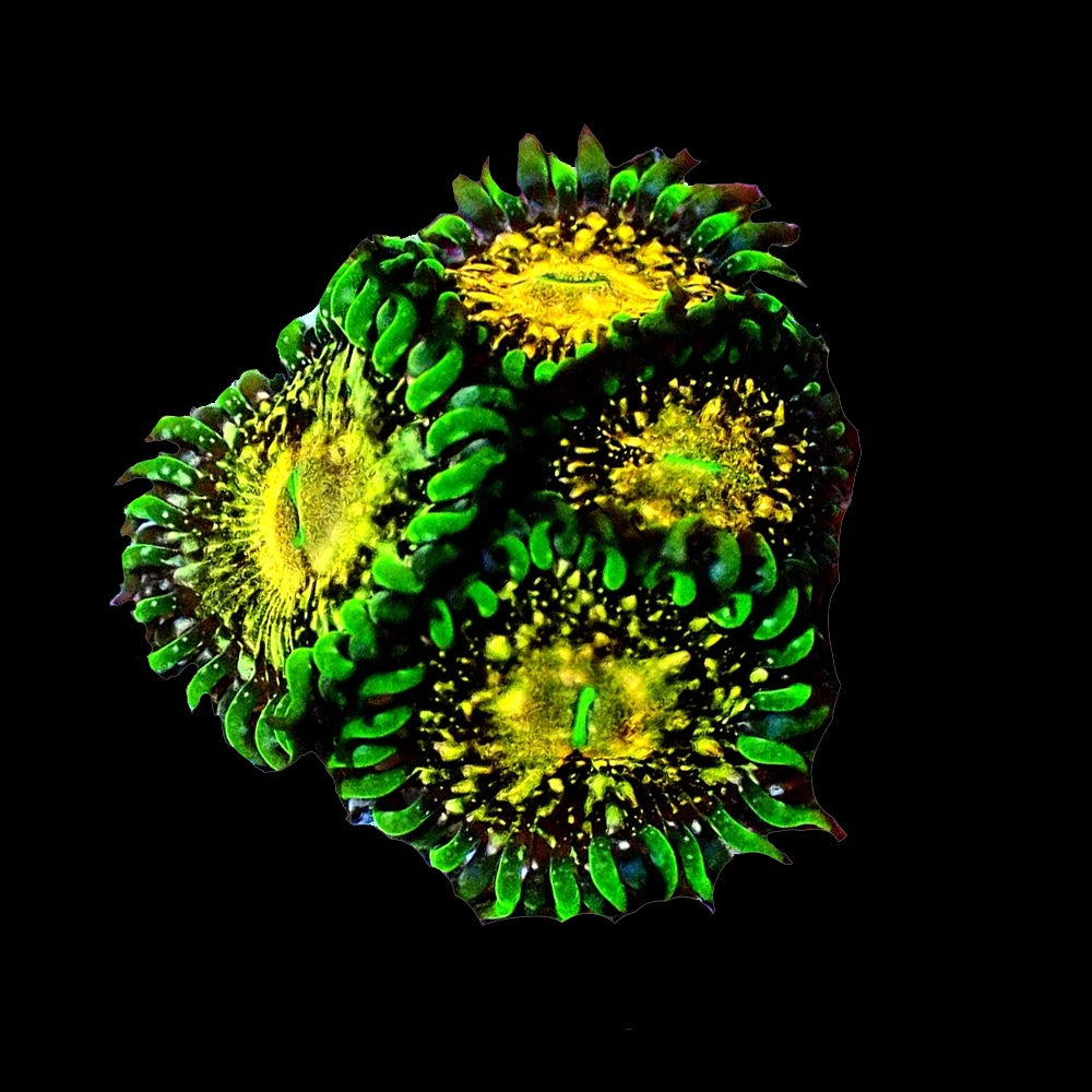 Zoanthid Texas Grim Reaper
