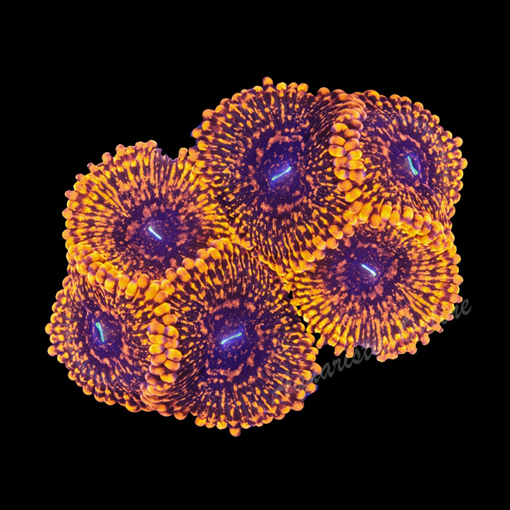 Zoanthid Utter Chaos