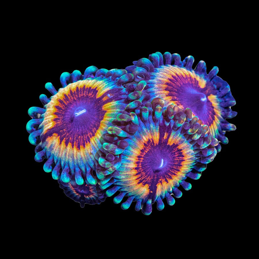 Zoanthid Vampire in Drag