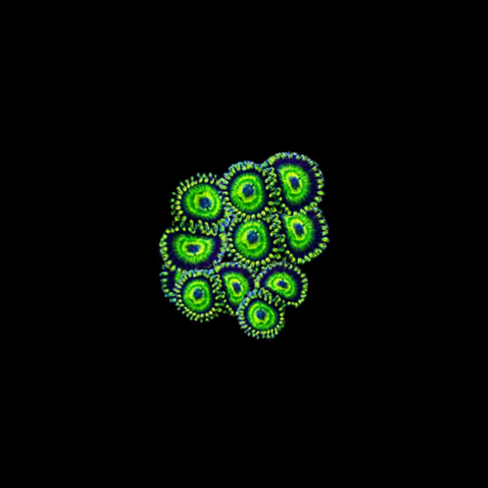 Zoanthid WA Faker