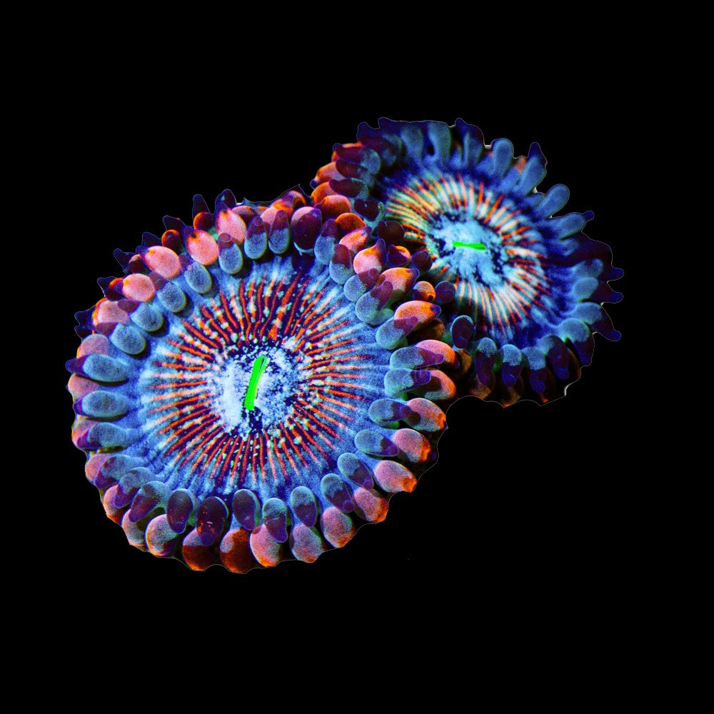 Zoanthid White Zombie