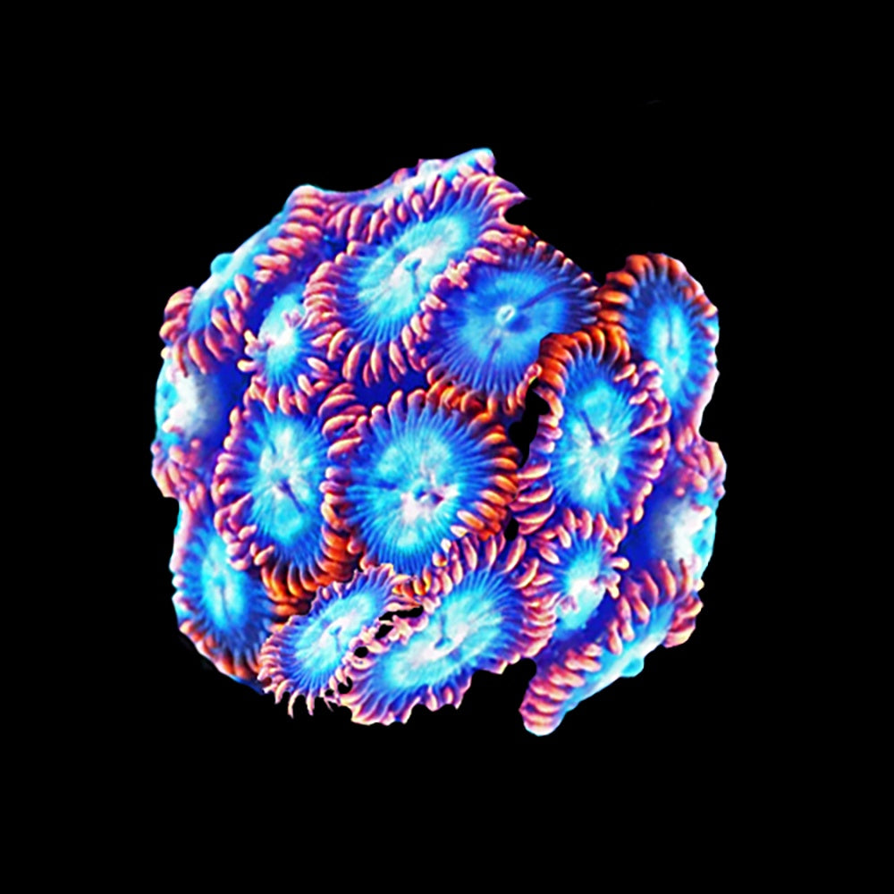 Zoanthid X Men