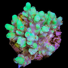 Acropora Aculeus