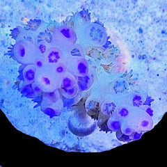 Acropora Purple Polyp Thing