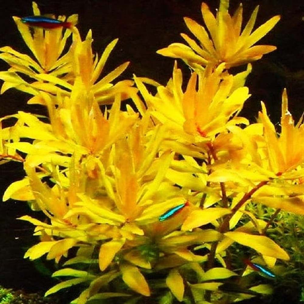 Ammannia pedicellata "Gold"