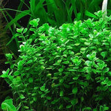 Bacopa Monnieri