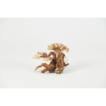 efeu stecklinge kaufen Efeu - Hedera helix main image 1